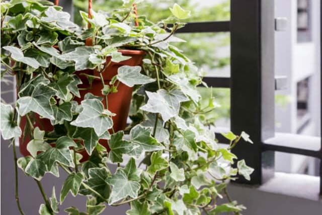 イングリッシュアイビー