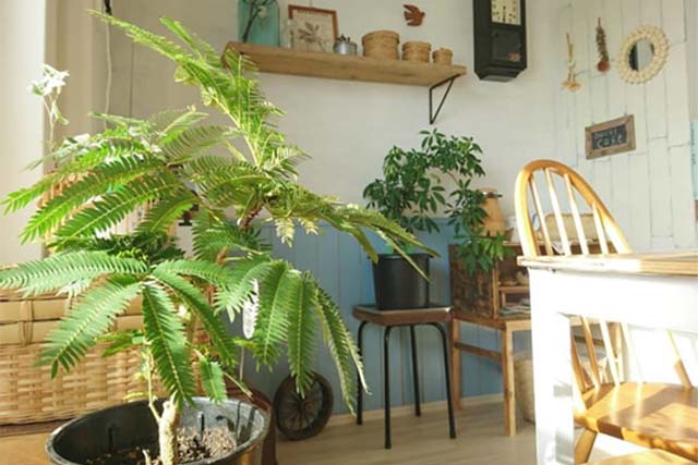 エバーフレッシュ